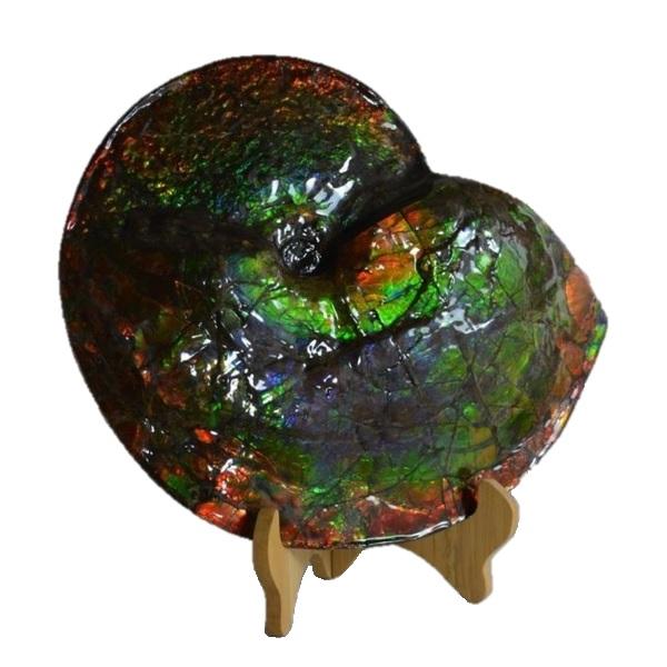 私家收藏斑彩螺美图集