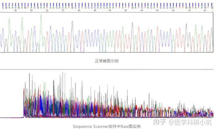 DNA测序峰图图片