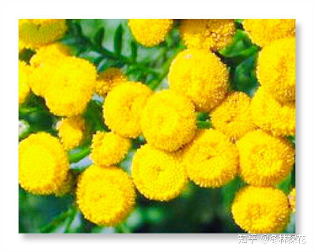 12月1日的生辰花艾菊