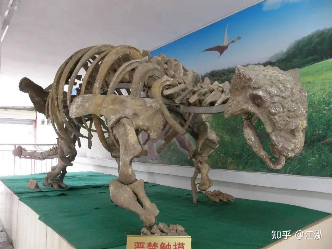 以广昌甲龙为名展出的骨架