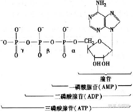 高中生物必修一•细胞的物质输入输出及ATP - 知乎