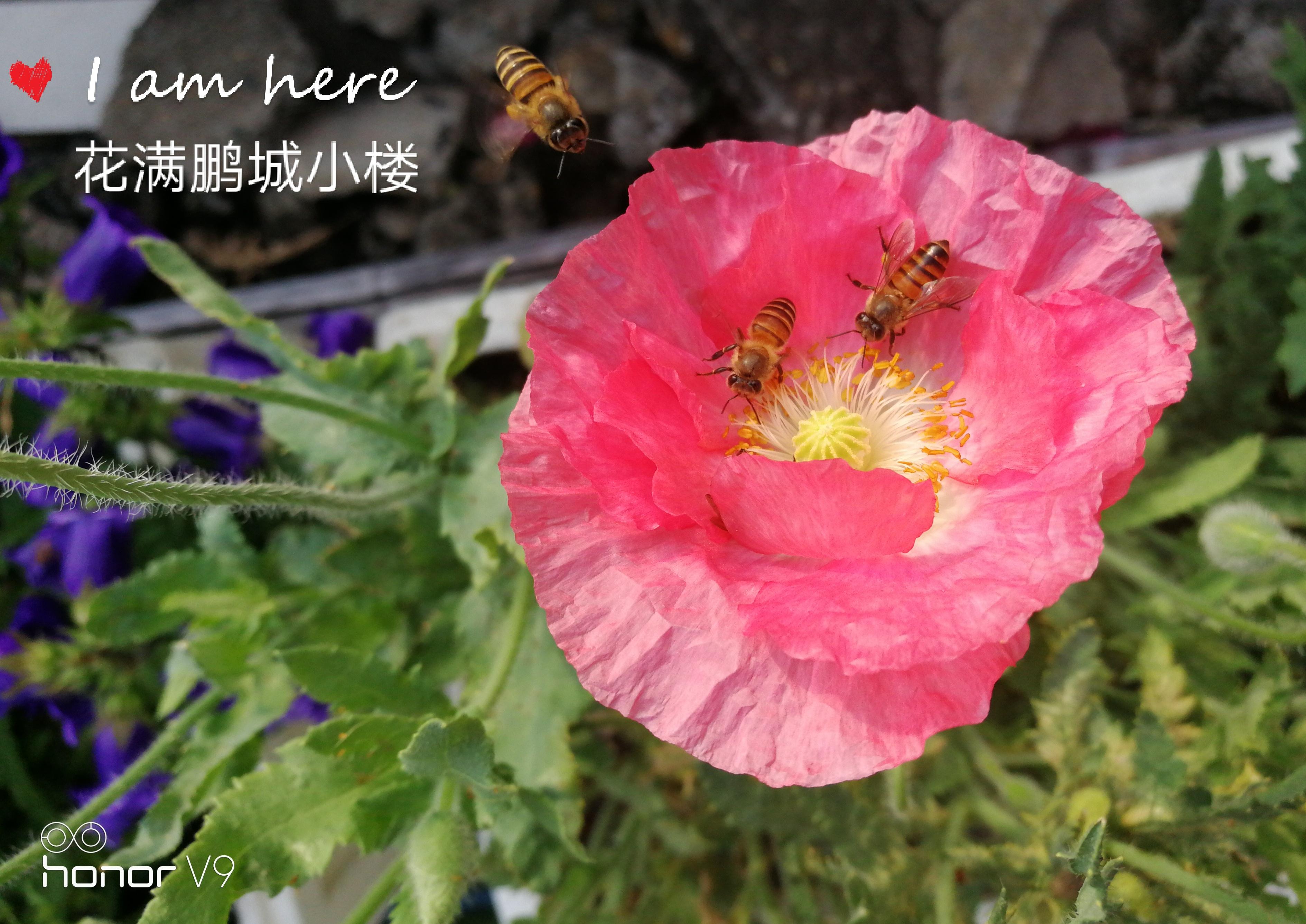 虞美人 我的草花秀 知乎 虞美人 我的草花秀 知乎