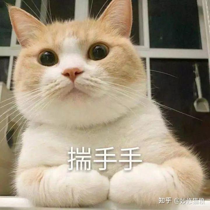猫咪为什么喜欢揣手手？养猫多年的你，未必知道 - 知乎