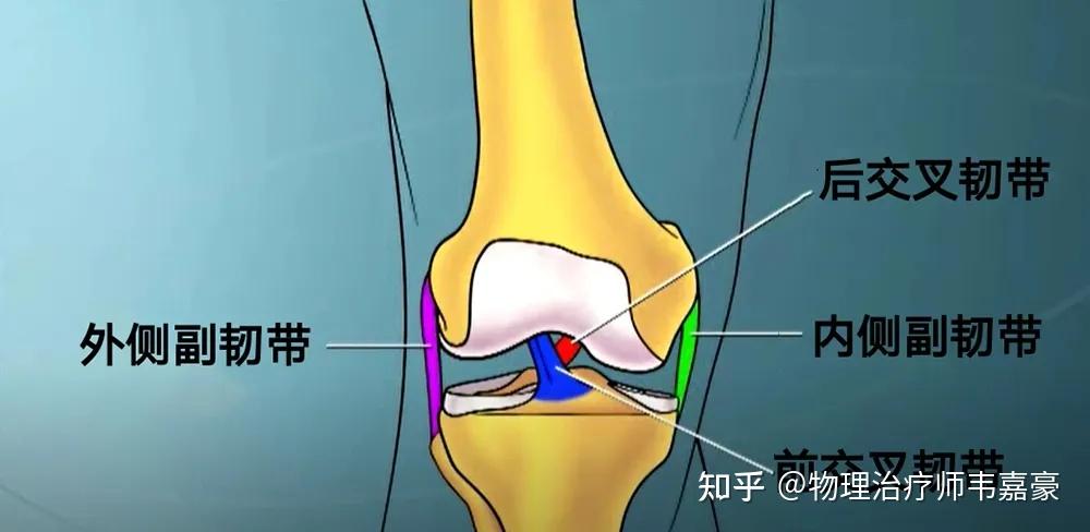 前交叉韧带撕裂指南(ACL 损伤) - 知乎