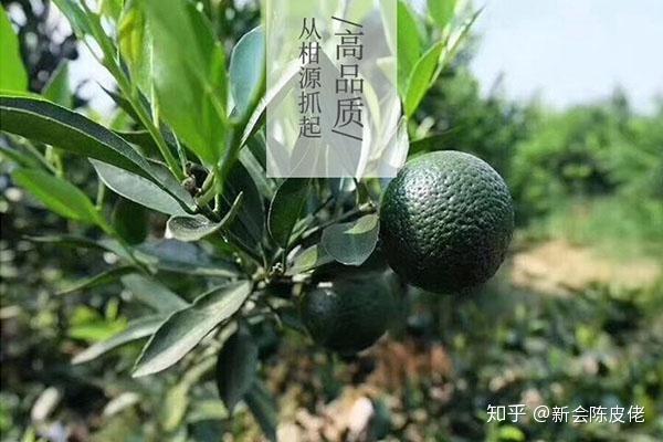 柑六叔科普贴-小青柑种类繁多,选择合适自己的才是最好! - 知乎