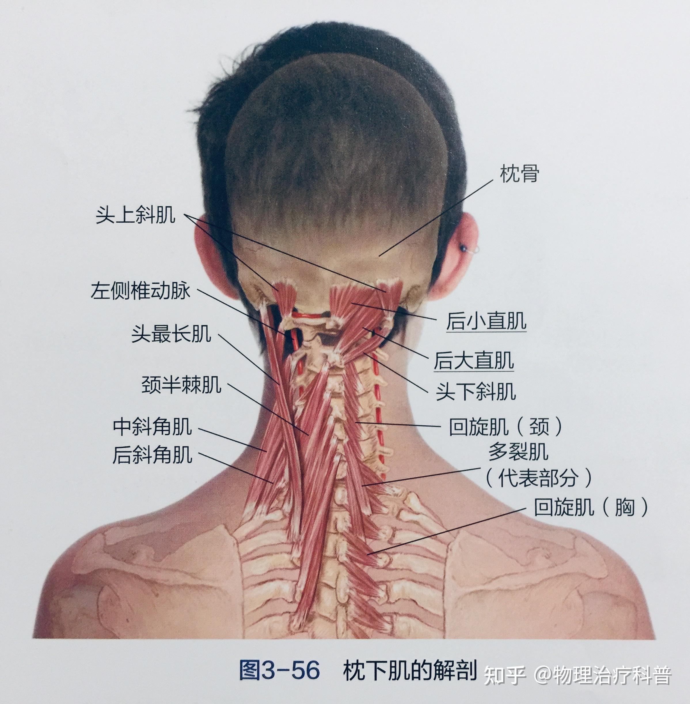 rolfing结构整合技术之第7次治疗:整合最上部