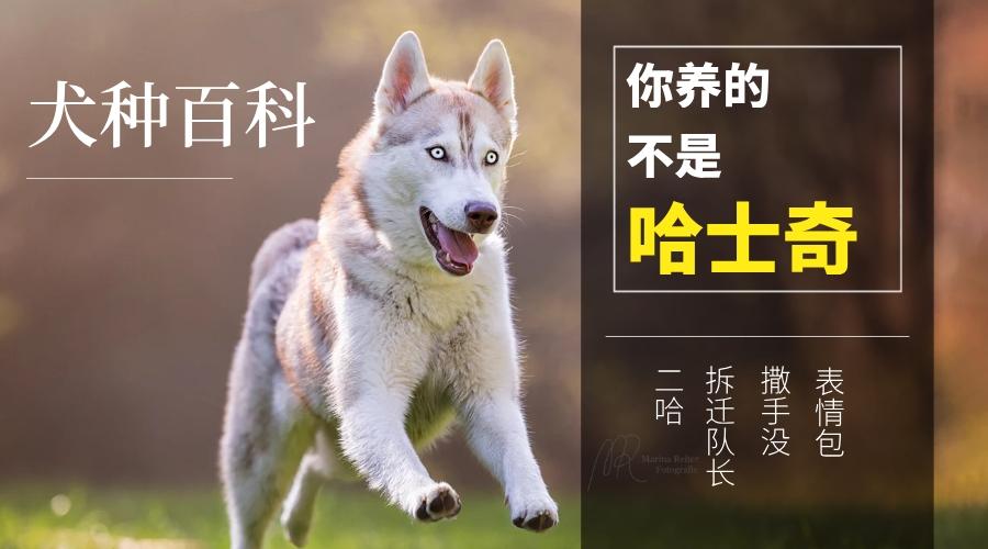 新手养狗 千万别碰哈士奇 知乎 新手养狗 千万别碰哈士奇 知乎