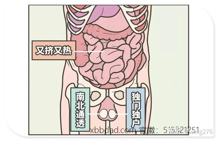 这是一套非常精细的悬挂系统:天热的时候阴囊会变得更松弛蛋蛋下垂