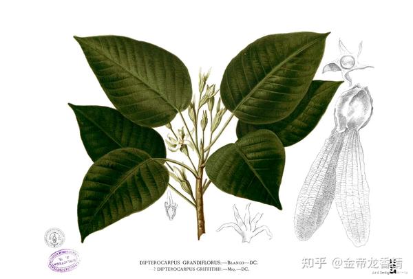 香精与香料(31)—龙脑 - 知乎