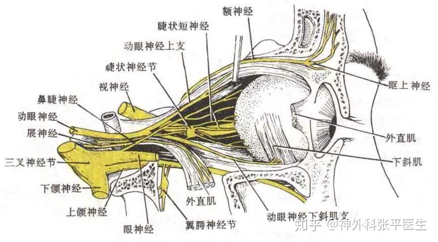 屬繼發性三叉神經痛,此病多發生於眶上神經,為持續性劇痛,發作後數日