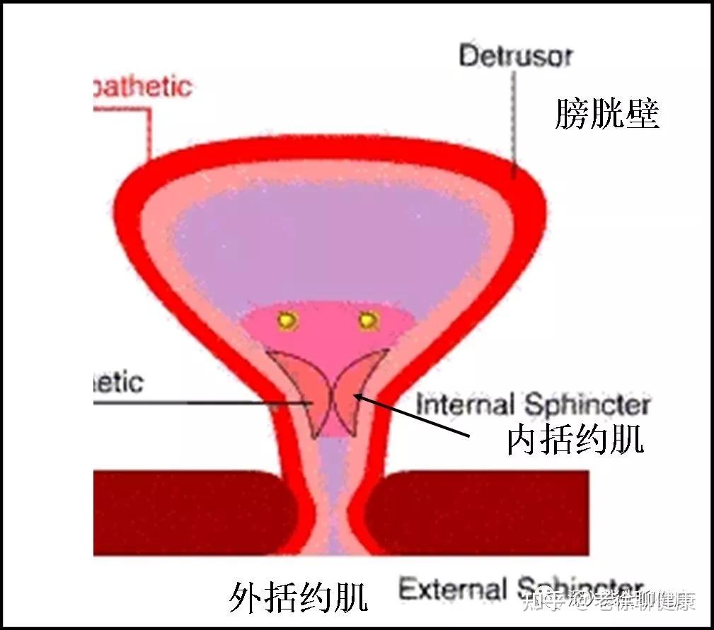 尿道内括约肌图片