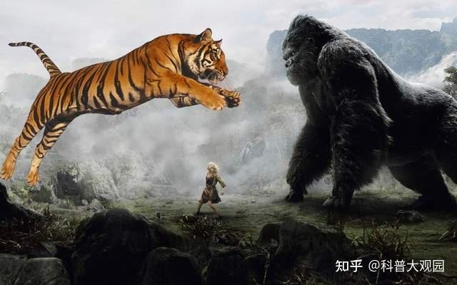 老虎那么厉害为什么不吃大猩猩是打不过吗