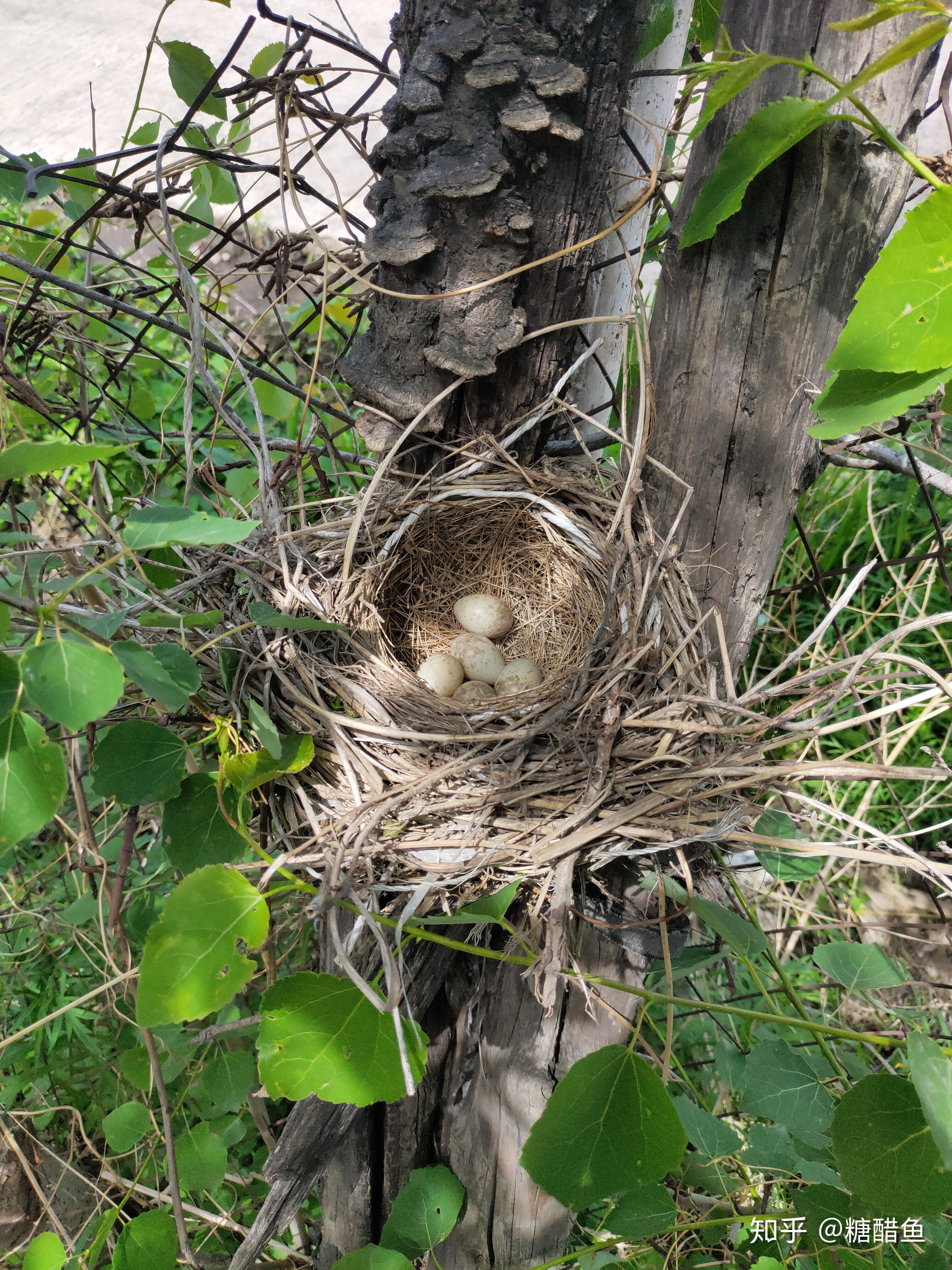 30天见证伯劳诞生与成长