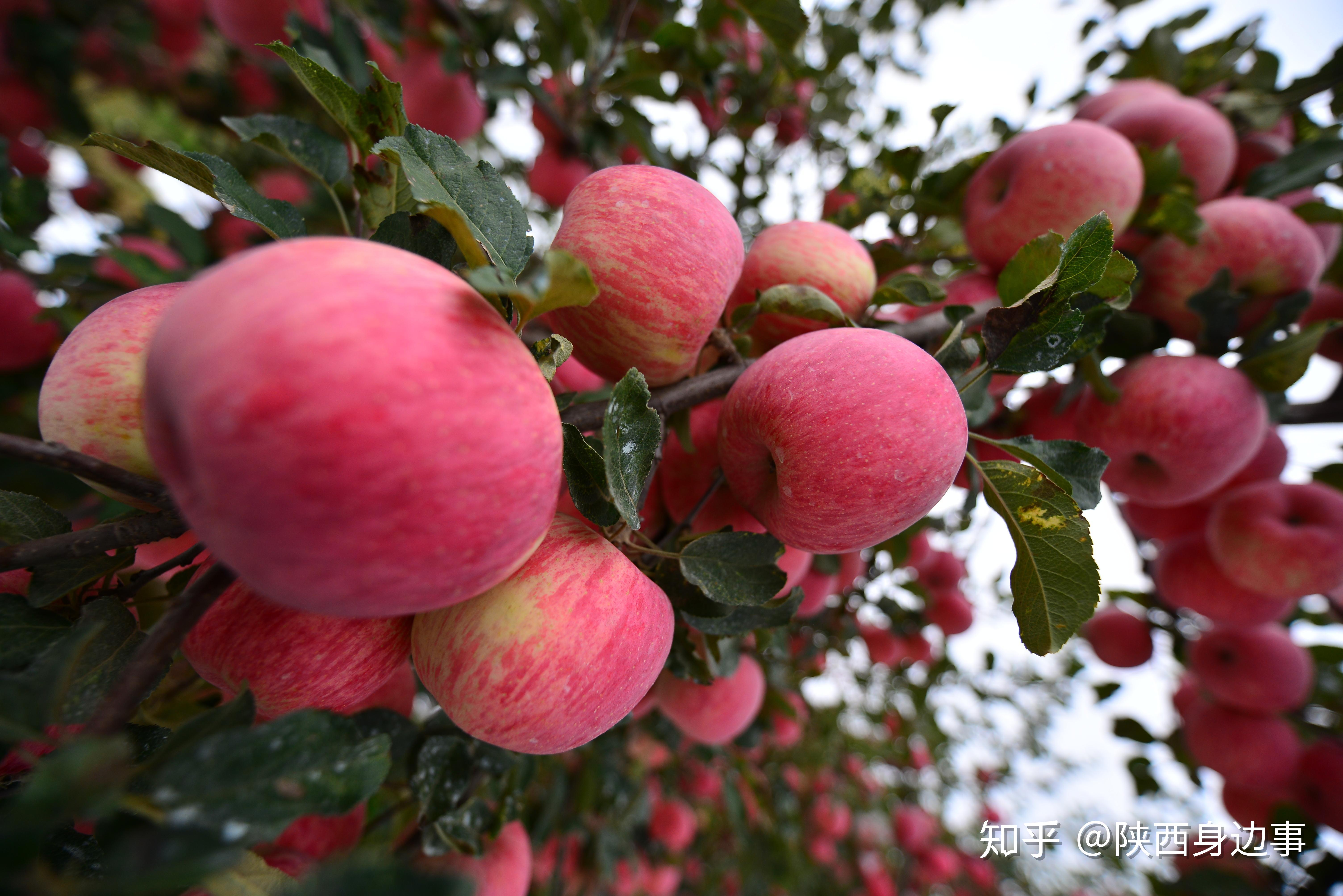 消费扶贫e起来走进咸阳旬邑 马栏红苹果喜迎丰收季