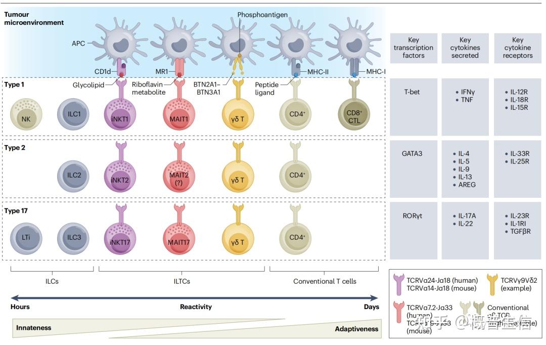 Nature reviews cancer:固有免疫及适应性免疫 - 知乎