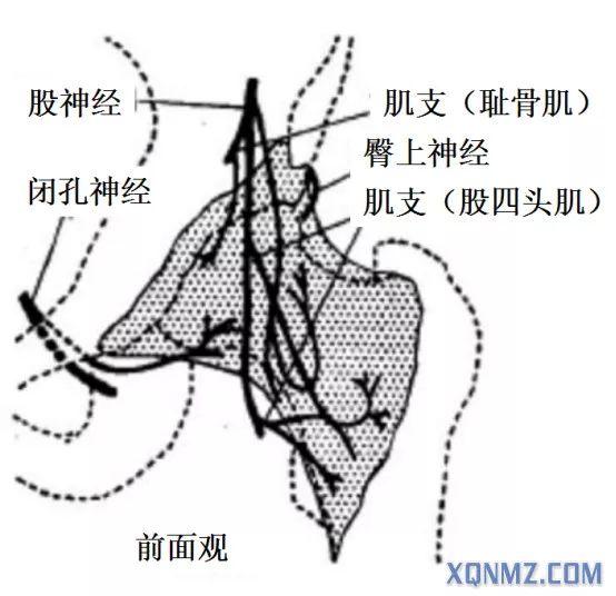 髋关节前方关节囊是由股神经(femoral nerve,fn,闭孔神经(obturator