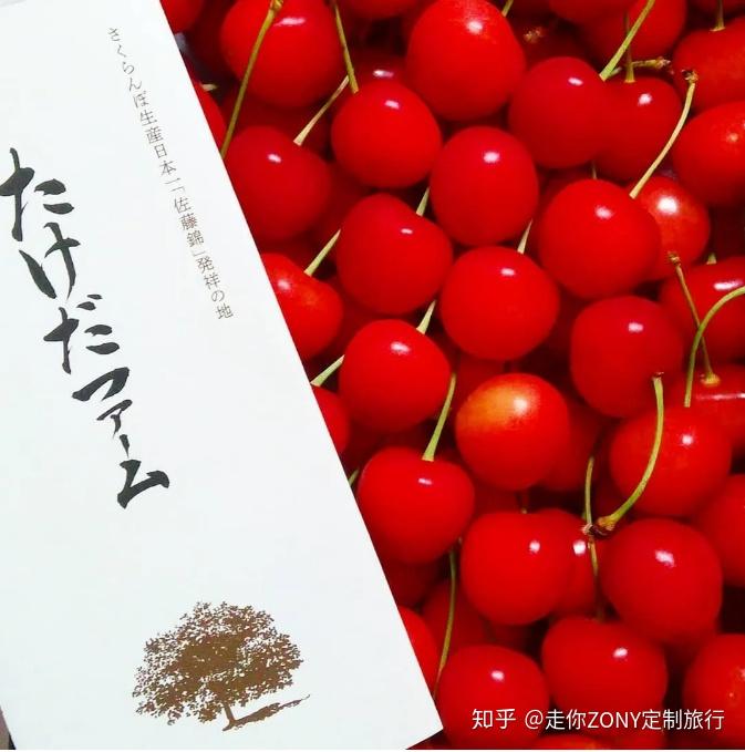 山形县 |佐藤锦樱桃