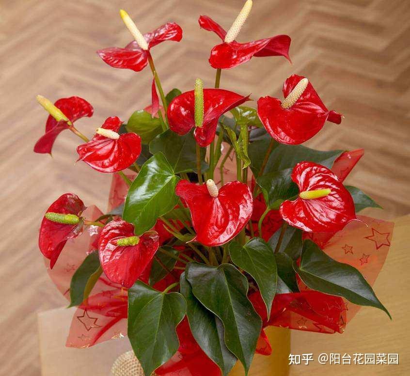 8种富贵花冬天开花艳客厅养一盆开花红火火吉利又贵气