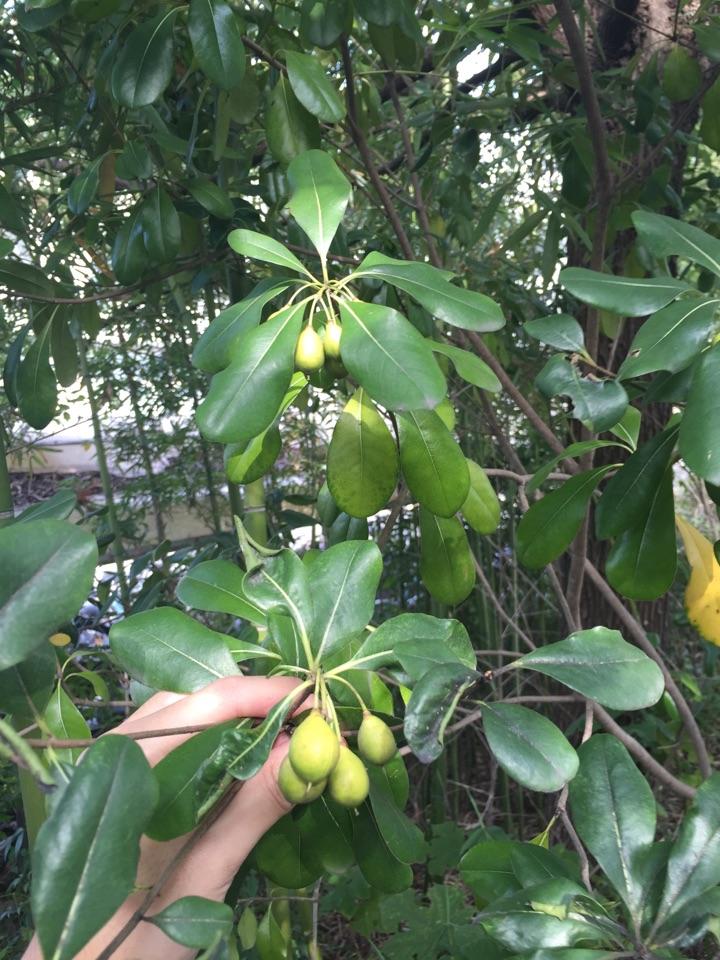 柚子小时候长什么样子这是么求解