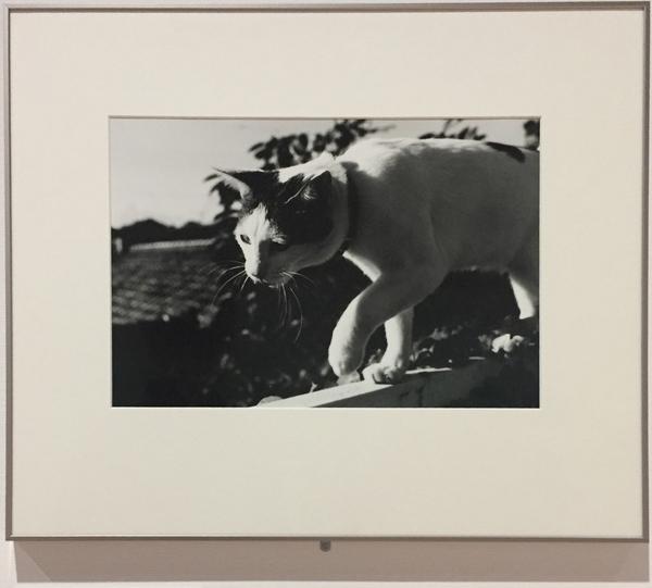 东京都写真美术馆top收藏展 知乎