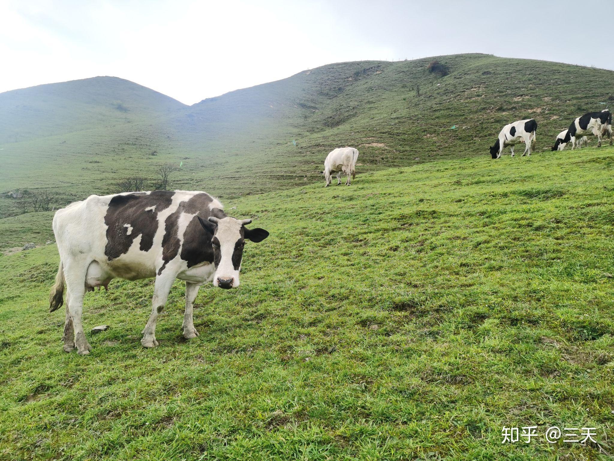 邵阳城步南山牧场攻略