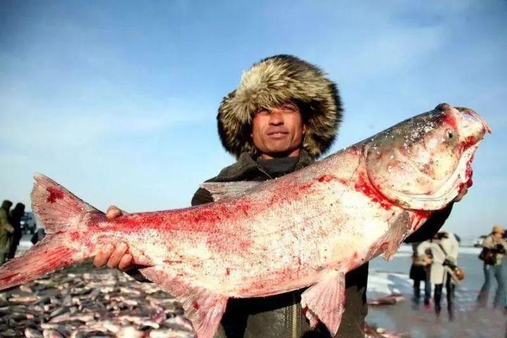 舌尖1为什么盛赞查干湖胖头鱼为"自然的馈赠"?