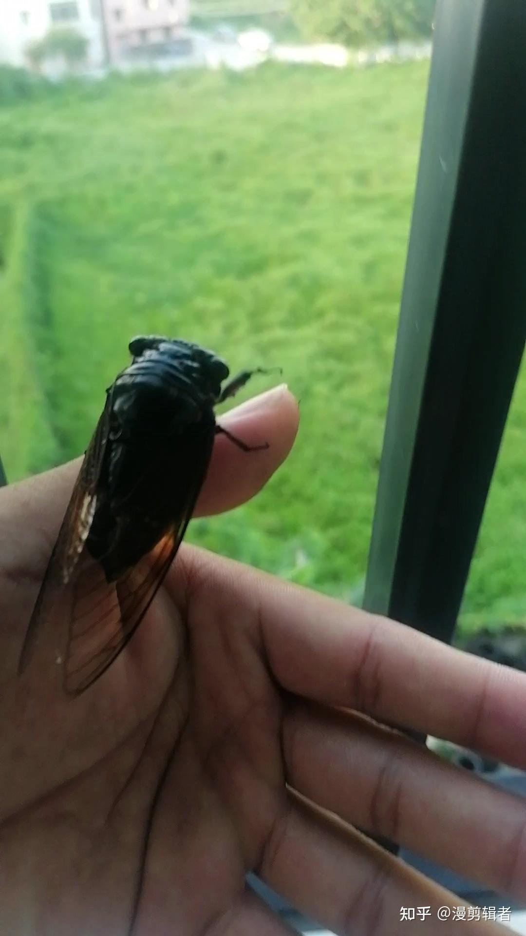 5厘米长,身体呈现黑色,绿色或棕色等不同颜色