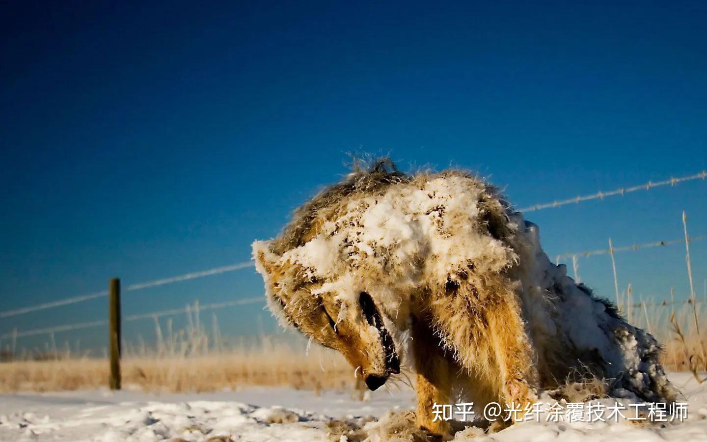 動物故事受傷狼王在洞中等死被流浪狗意外搭救一起重返狼群