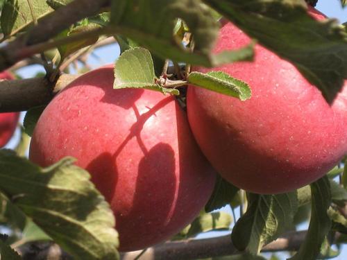 苹果的品种哪个最好 v2-2abcc6a981523cf0aa1d6c50272ece17_r.jpg