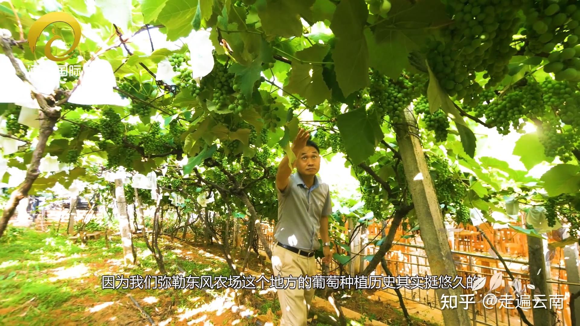 云南弥勒：葡萄飘香助农增收