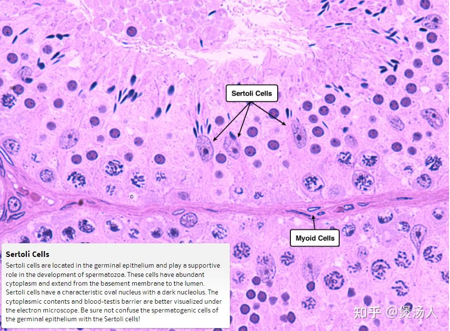 组织胚胎学总结：睾丸 知乎