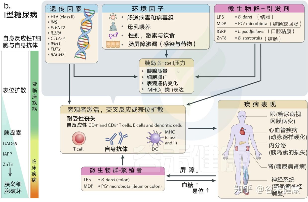 防止对微生物产生旺盛免疫反应的最明显的方法是保持上皮屏障.