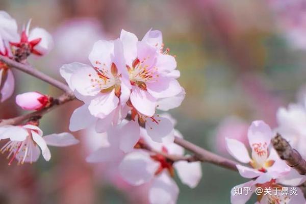 让人痛苦的花粉症 过敏性鼻炎 怎么办 知乎 让人痛苦的花粉症 过敏性鼻炎 怎么办 知乎