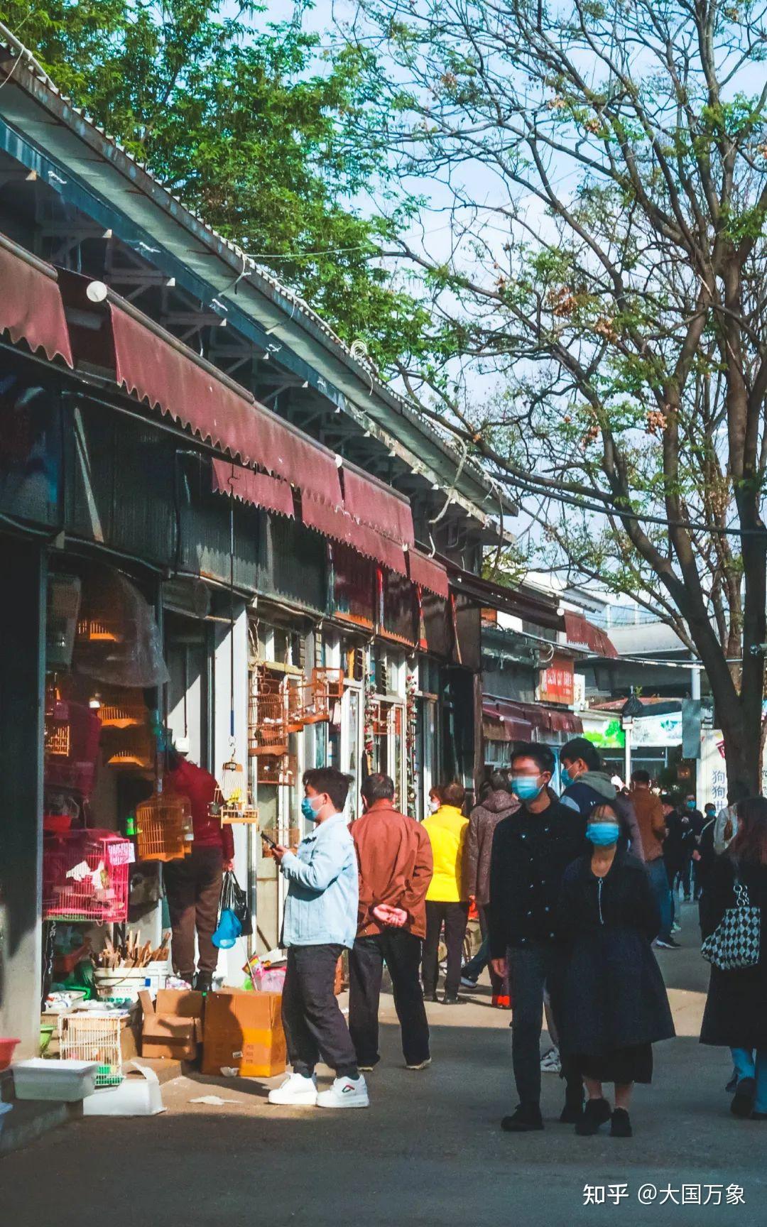 在南京有一种记忆叫做花鸟市场