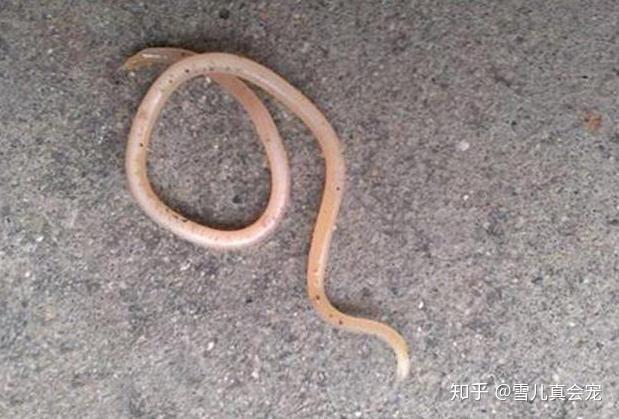 狗狗体内外危害最大的寄生虫预防大于治疗