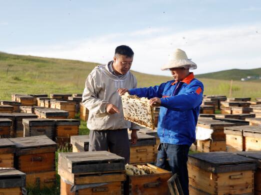 蜂花粉怎么吃减肥最快 蜂花粉有减肥功效吗 知乎 蜂花粉怎么吃减肥最快 蜂花粉有减肥功效吗 知乎