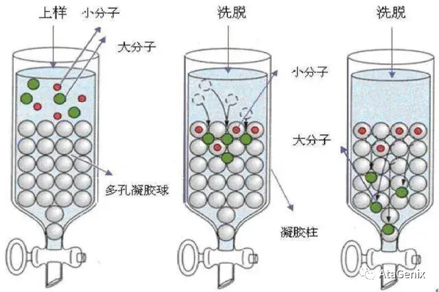 当样品从层析柱的顶端向下运动时,因分子量和分子形状的差异,直径较小