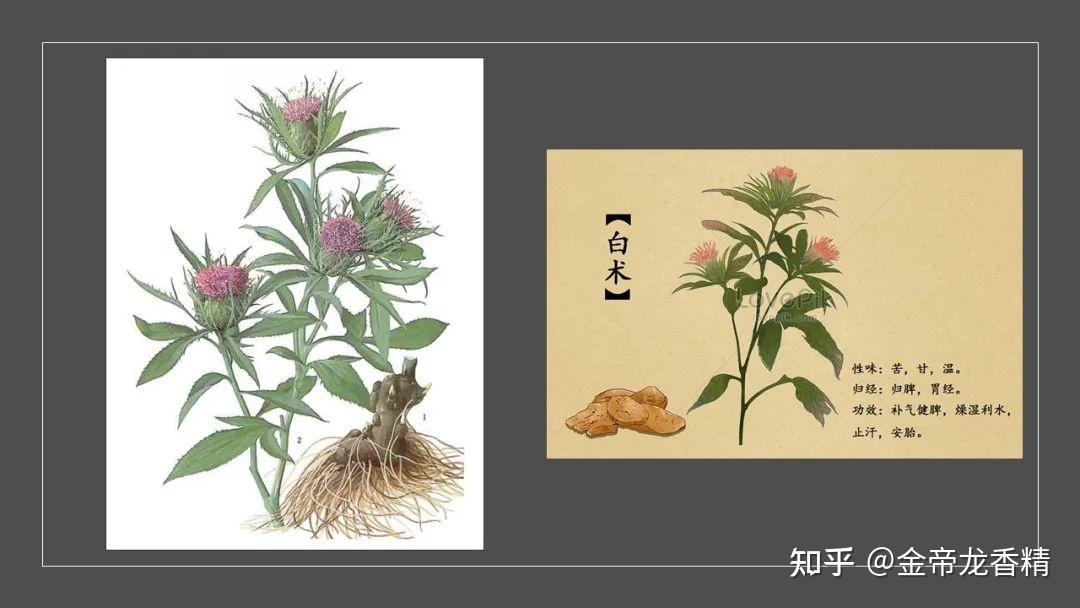 香精与香料(140)—白术 - 知乎