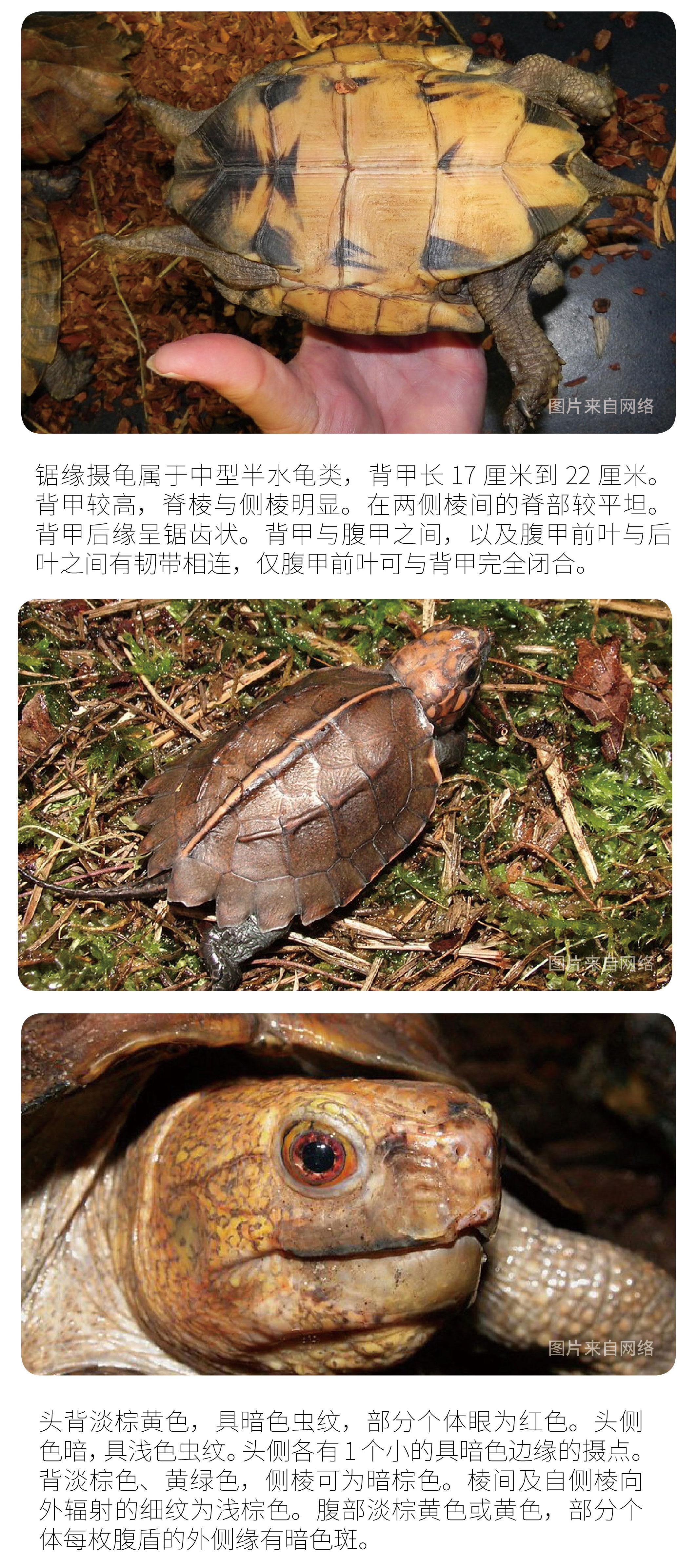 物种小谈|据缘摄龟 - 知乎