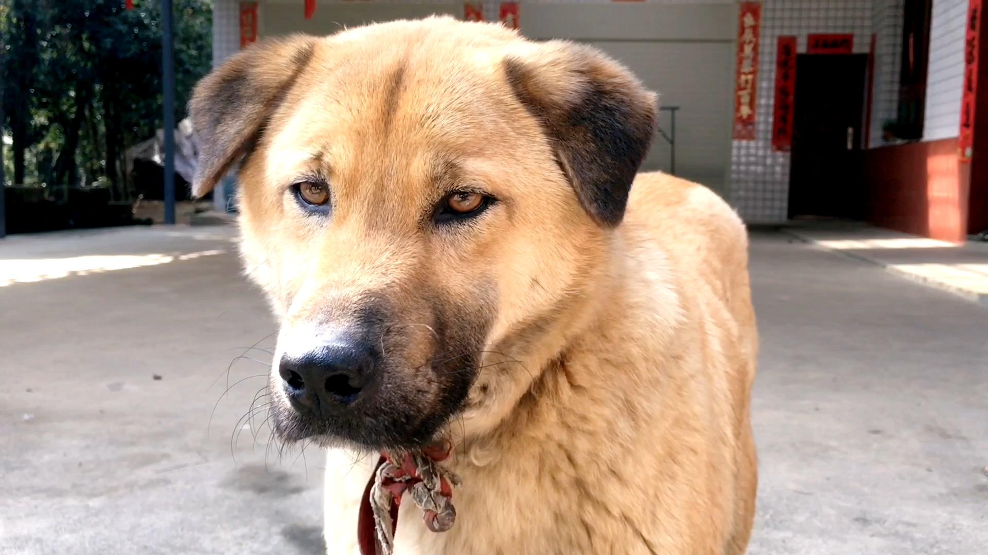 老实的大笨狗黄立睡的稻草窝农村有这样的狗窝真不错