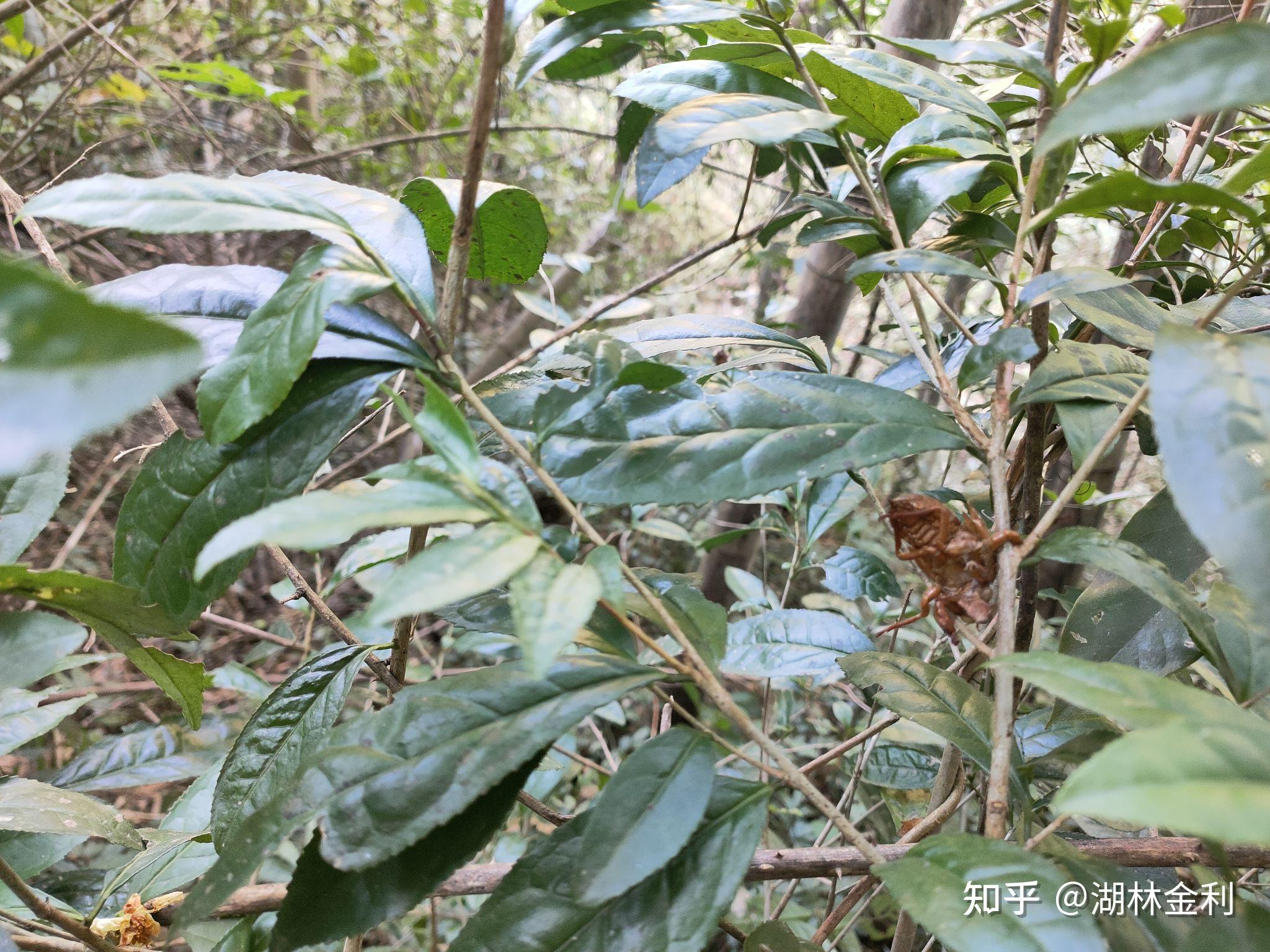 福鼎白茶的一种茶树品种群体种