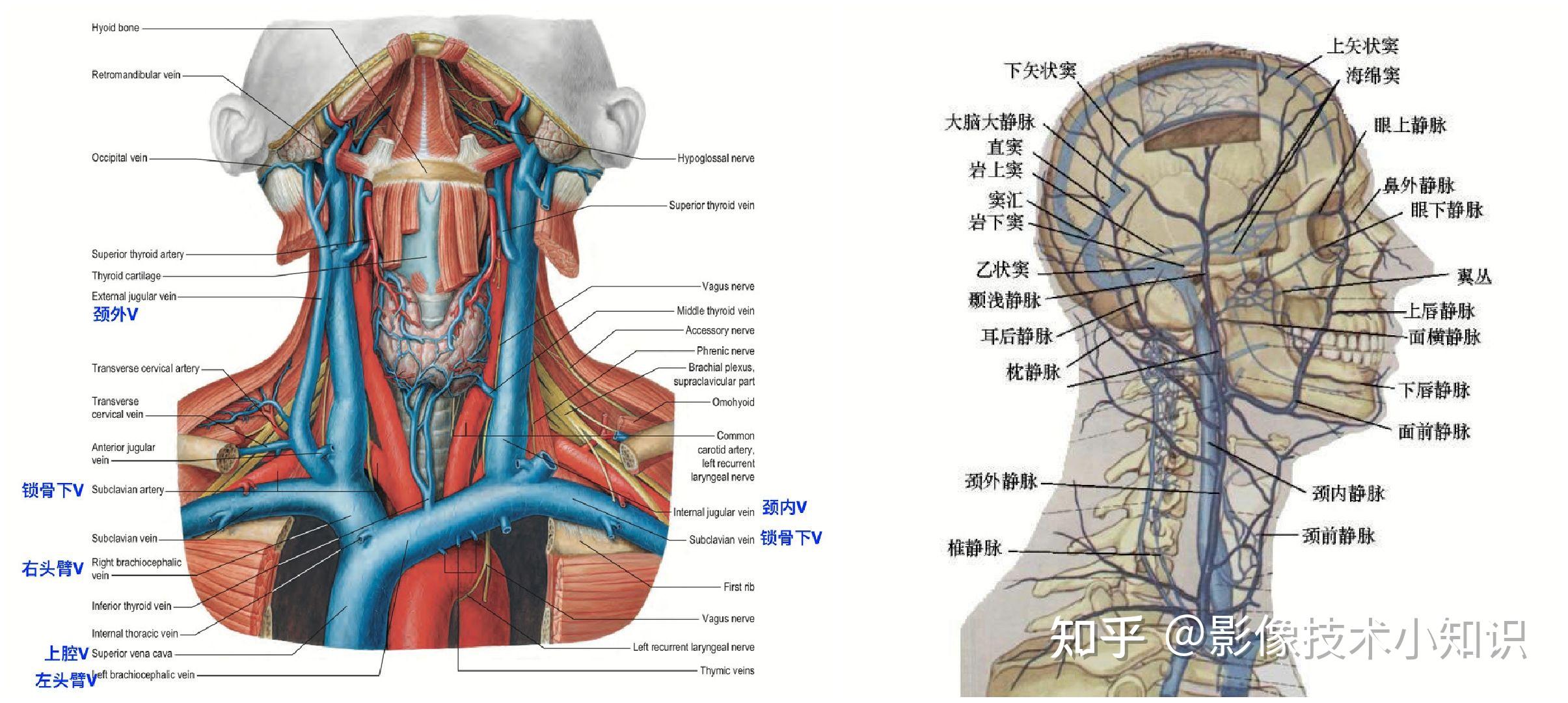 颈静脉解剖结构图图片