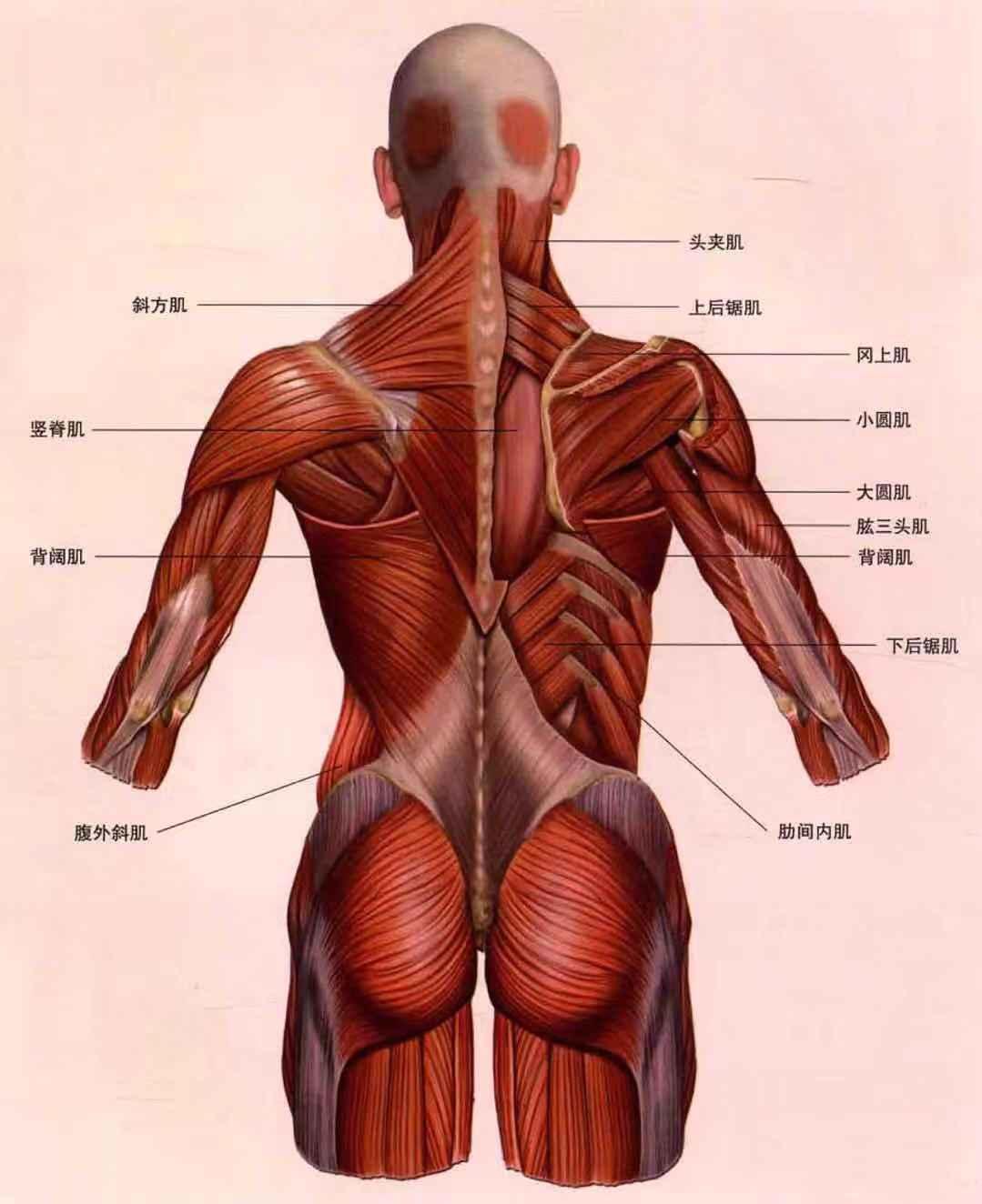 健身小白器械入門二背部訓練