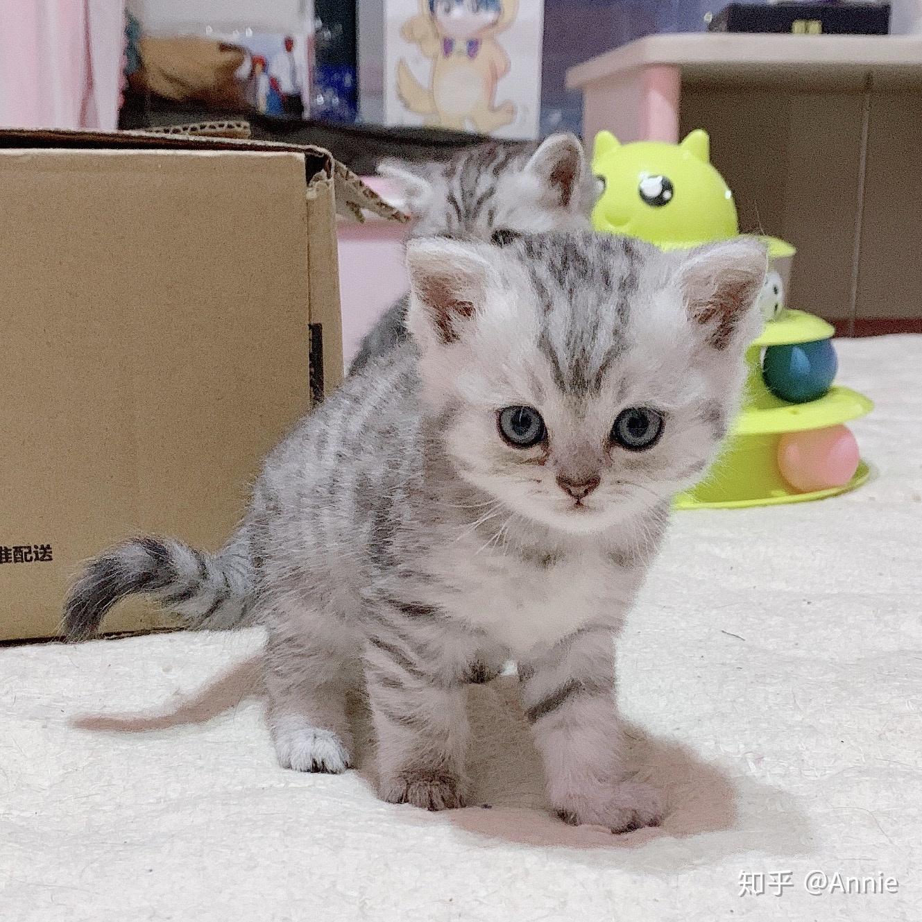 我们家蓝猫mm和银渐层gg配的四个小家伙oo