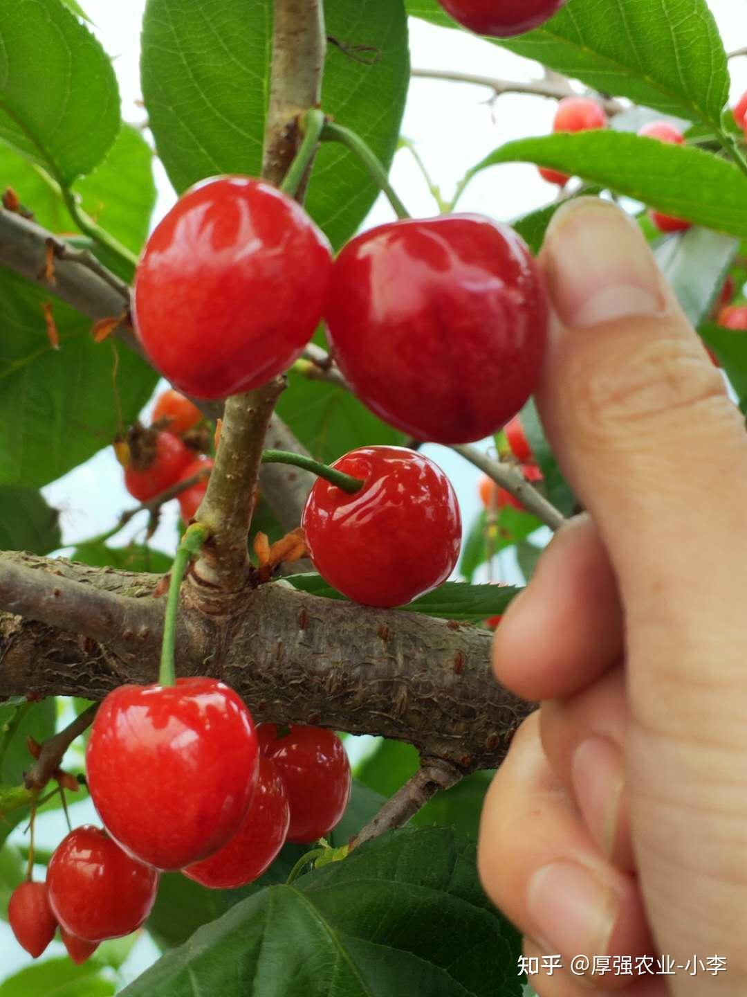 如何提高樱桃苗的成活率汶川新品种樱桃苗哪里有樱桃苗批发