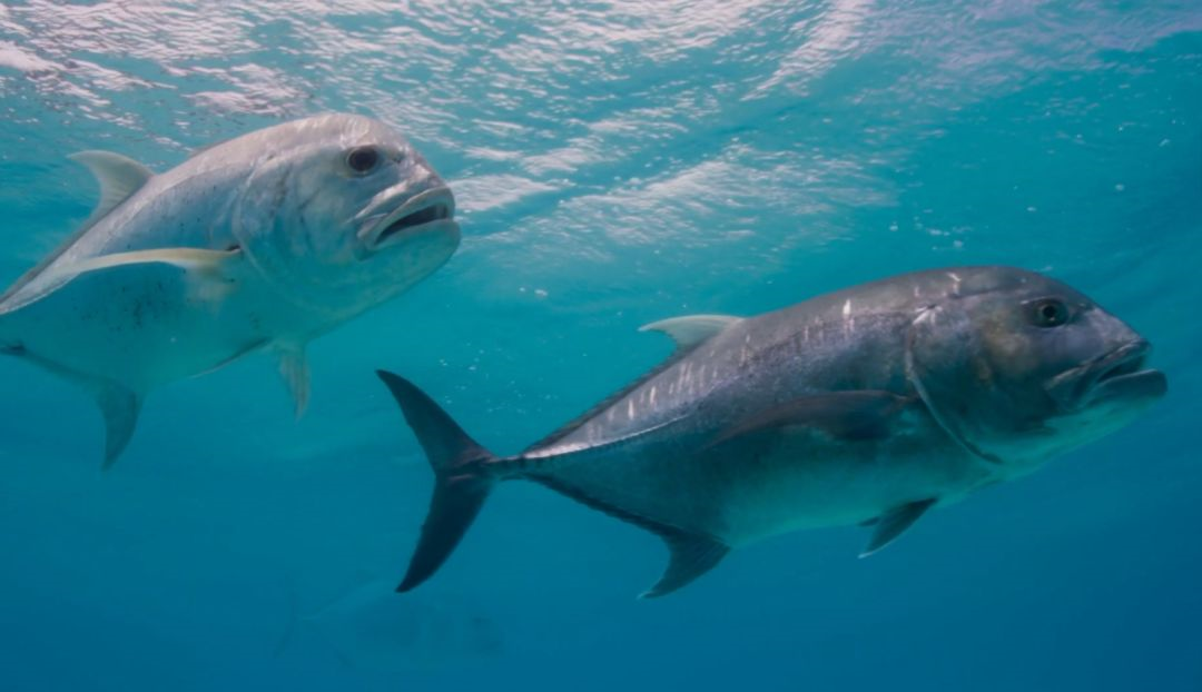 珍鲹聪明的捕食者抑或虔诚的信徒作者林叶星辰