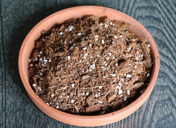 刚种植多肉的爱好者,总会想要寻得一份最完美或者理想的多肉植物配土