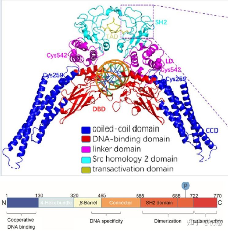Stat3γ 靶向STAT3抗肿瘤小分子抑制剂的研究进展:从磷酸化抑制到蛋白降解 - 知乎