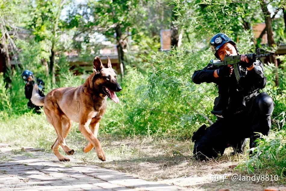 奇兵神犬第一期全集图片