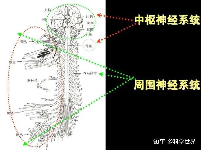 从科学角度分析，冻死和热死，哪一种更好受一些？ - 知乎